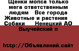 Щенки мопса только мега-ответственным людям - Все города Животные и растения » Собаки   . Ненецкий АО,Выучейский п.